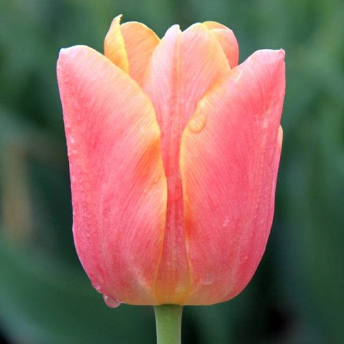 Tulpes triumfa JIMMY 12/+ 80gab
