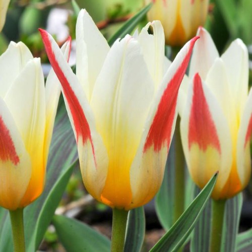 Tulpes zemās Kaufmaņa JOHANN STRAUSS 10/11 80gab