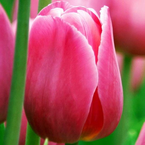Tulpes Darvina  KING OF HEARTS  12/+ 80gab