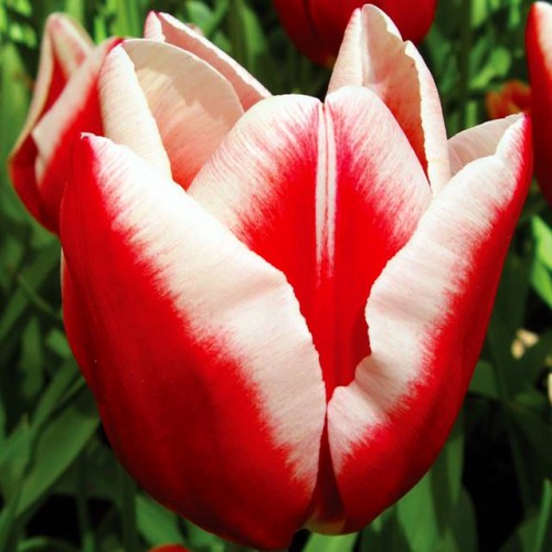 Tulpes triumfa LEEN VAN DER MARK 12/+ 80gab