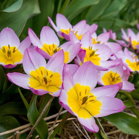 Tulpes botāniskās LILAC WONDER 6+/ 80gab