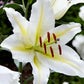 Lilijas Austrumu BAFERRARI 16/18 20gab