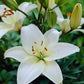 Lilijas Āzijas 'BRIGHT DIAMOND 16/18 20gab