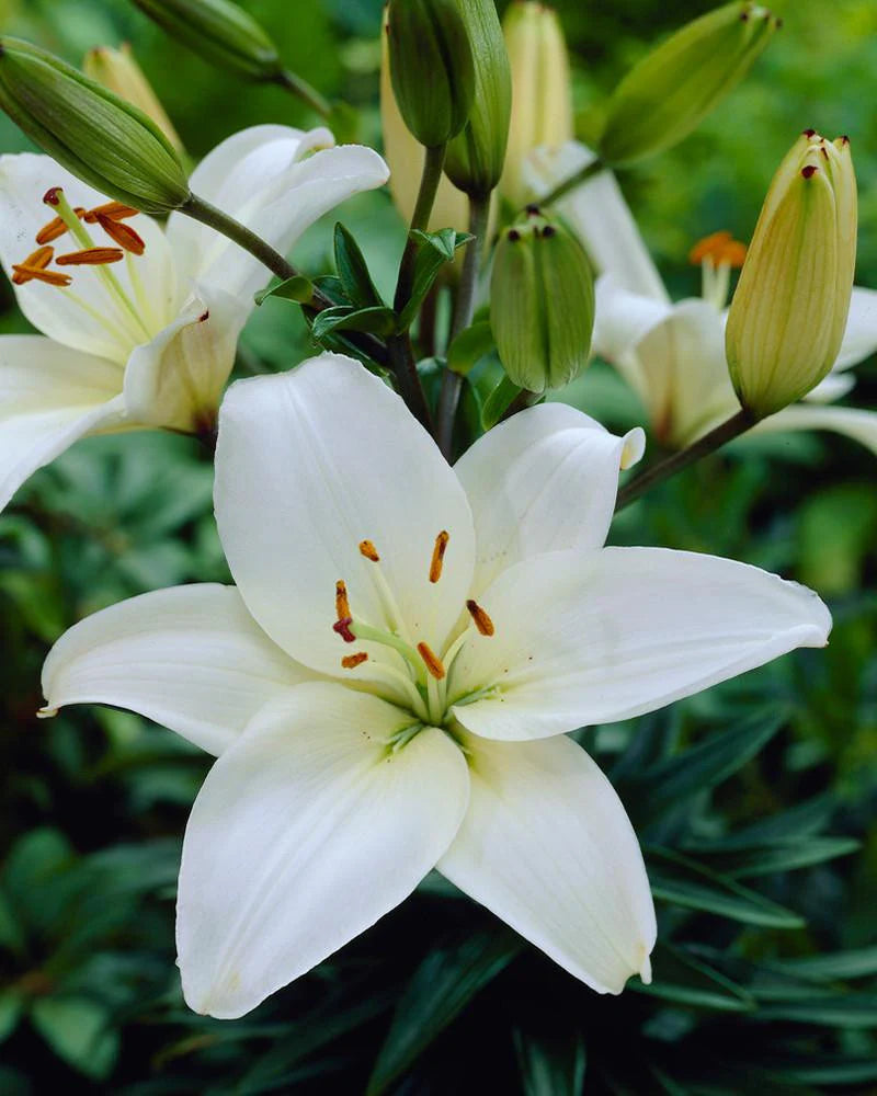 Lilijas Āzijas 'BRIGHT DIAMOND 16/18 20gab