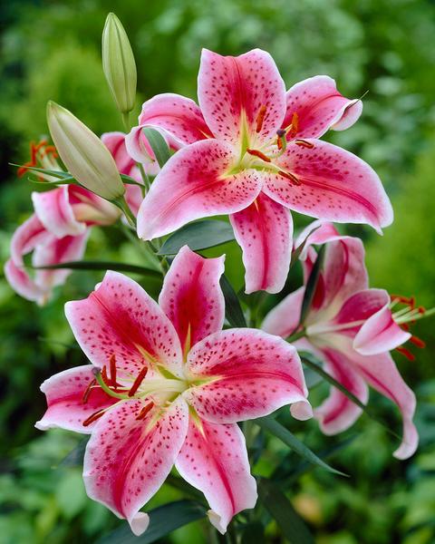 Lilijas Austrumu STARGAZER 16/18 20gab