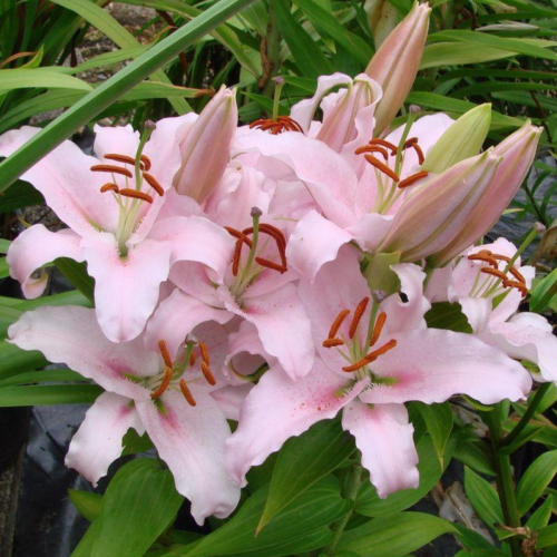 Lilijas Austrumu (podu) SUNNY BONAIRE 16/18 10gab