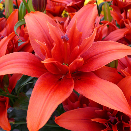 Lilijas Pildītās RED TWIN 16/18 10gab