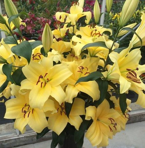 Lilijas Lilijkoks ELDORET 16/18 20gab