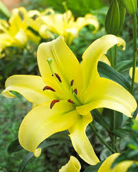 Lilijas Austrumu XXL YELLOWEEN 24/+ 8gab
