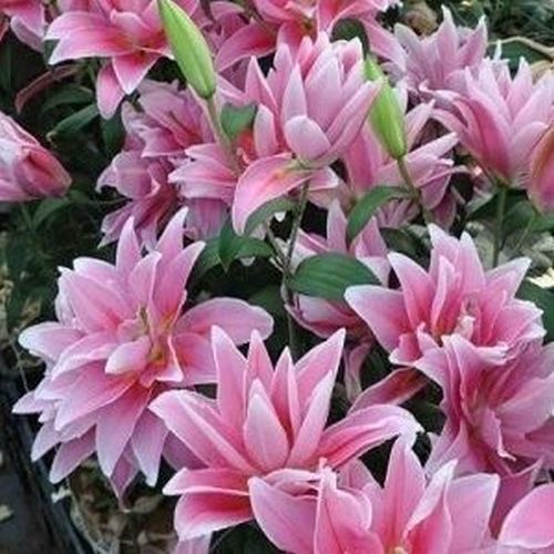 Lilijas Pildītās  ROSELILY CELINA 16/18 10gab