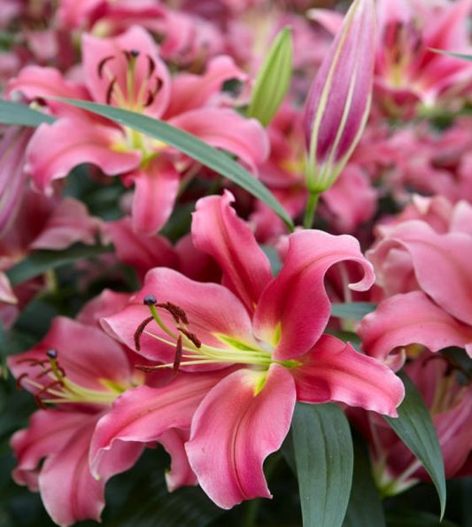 Lilijas Lilijkoks SENSI 16/18 20gab