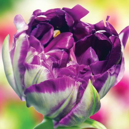 Tulpes pildītās LILAC PERFECTION 12/+60gab