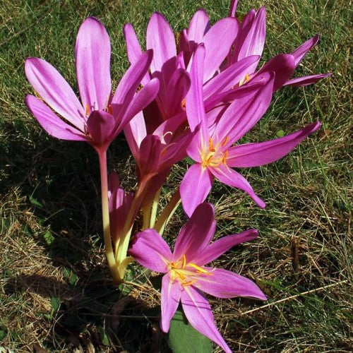 Vēlziedes LILAC WONDER  20/+   20gab