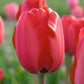 Tulpes Darvina RED IMPRESSION 12/+ 80gab