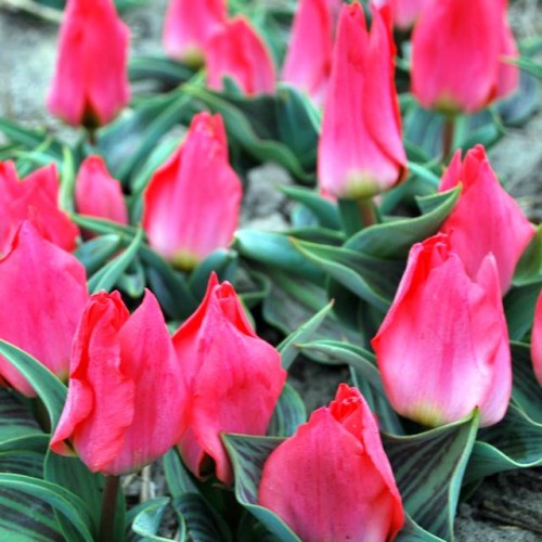 Tulpes zemās Greiga MARKIES DE LA COQUETTE 10/11 80gab