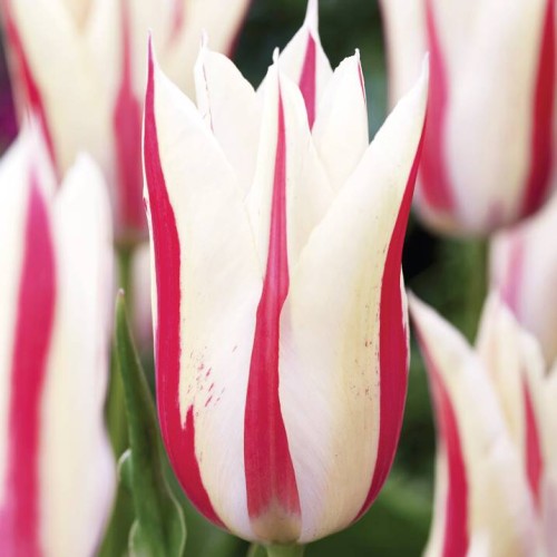 Tulpes lilijziedu MARILYN 11/12 80gab