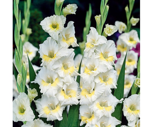 Gladiolas lielziedu BAMBINO BREAK A DAWN 12/14  80gab