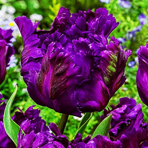 Tulpes papagaiļziedu NEGRITA PARROT 12/+ 60gab