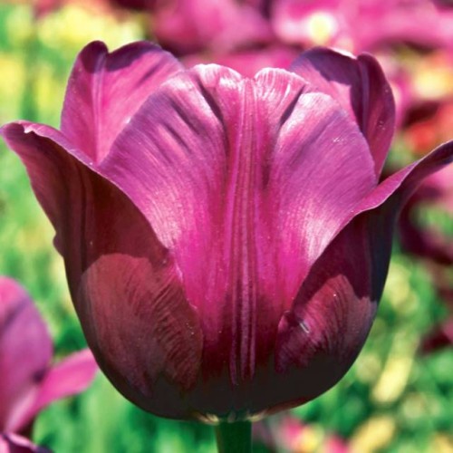 Tulpes triumfa NEGRITA 12/+ 80gab