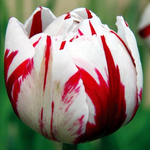 Tulpes pildītās CARNAVAL DE NICE 12/+ 60gab