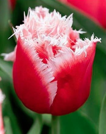 Tulpes bārkšziedu NEW SANTA 12/+ 80gab