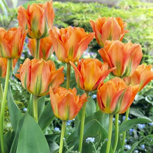 Tulpes zemās Fostera ORANGE EMPEROR 10/11 80gab