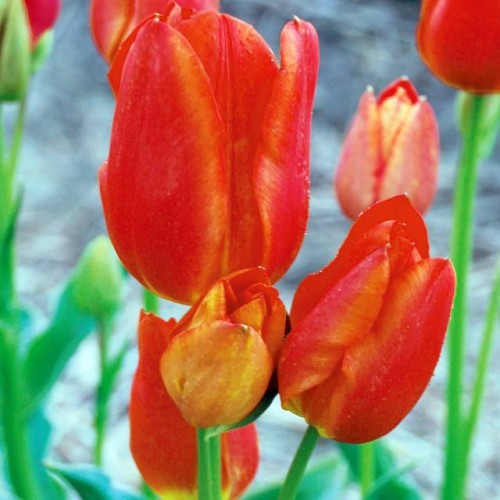 Tulpes daudzziedu ORANGE BOUQUET 12/+ 60gab