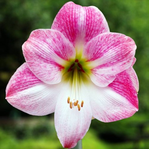 Hipeastri Amariļļi PINK BLOSSOM 24/26  6gab