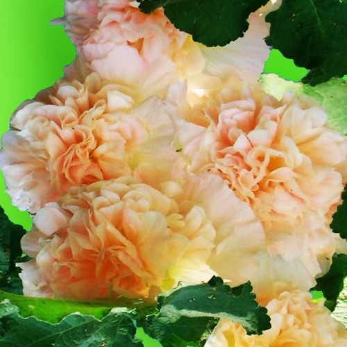Kāršrozes pildītas Peaches n` Dreams 8gab