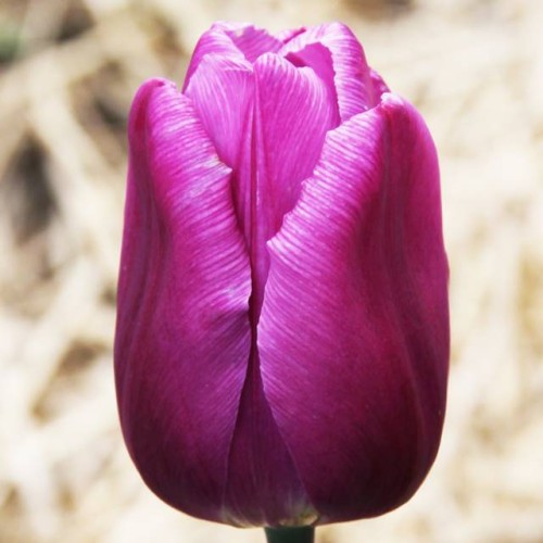 Tulpes triumfa PURPLE FLAG 12/+ 80gab