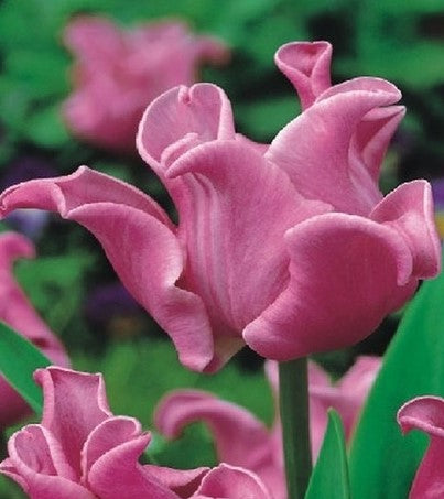 Tulpes triumfa PICTURE 11/12 60gab