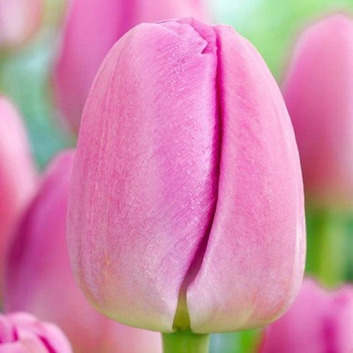Tulpes Darvina PINK PRIDE  11/12 80gab