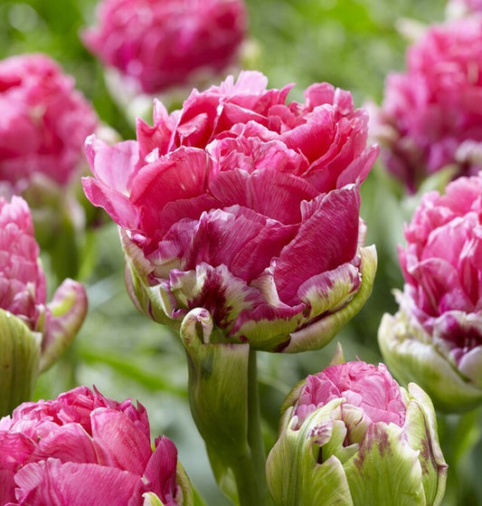 Tulpes ledustulpes PINKSIZE 12/+ 30gab
