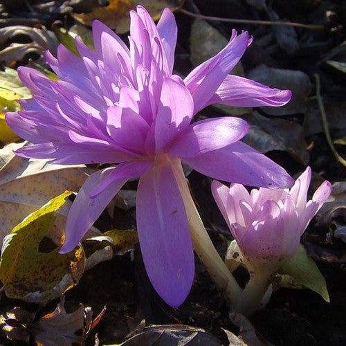 Vēlziedes PLENIFLORUM  13/+  10gab