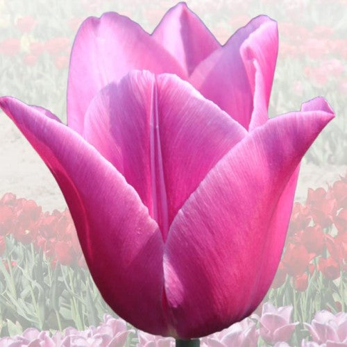 Tulpes elitārās PRELUDIUM CHOPINA 12/+ 40gab