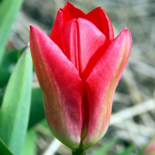 Tulpes zemās Fostera PRINCEPS 10/11 80gab
