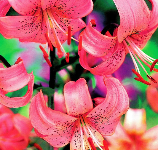 Lilijas Tīģerlilijas PINK TIGER 16/18 20gab