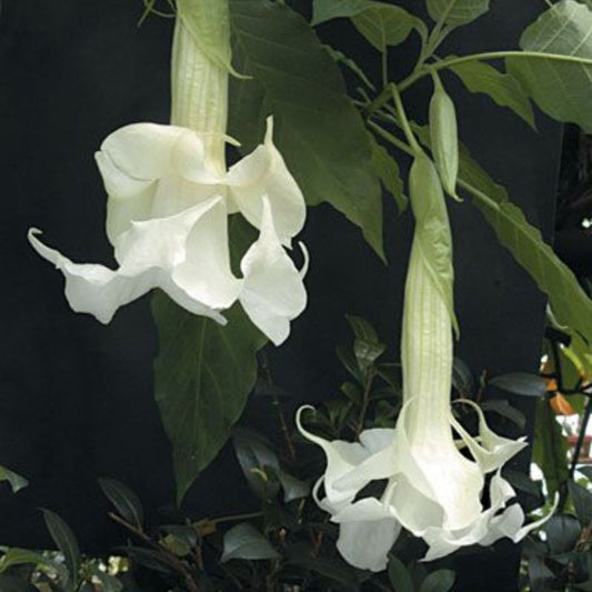 Eņģeļtaure-brugmansija Angel`s white pildīta balta 1gab