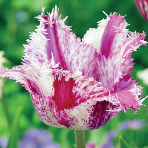 Tulpes bārkšziedu PURPLE CIRCUS  12/+ 60gab