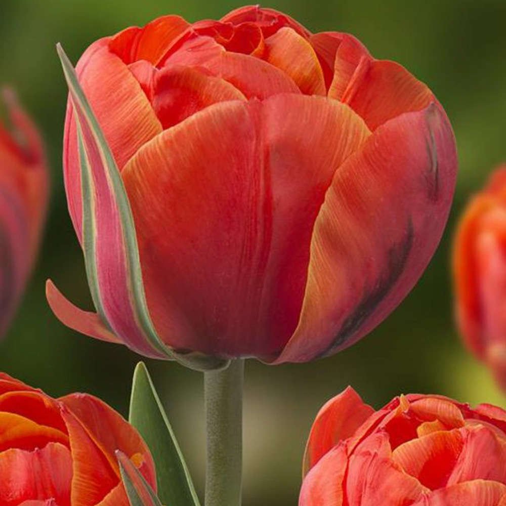 Tulpes pildītās QUEENSDAY 12/+ 60gab