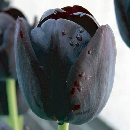 Tulpes vēlās QUEEN OF NIGHT 11/12 80gab