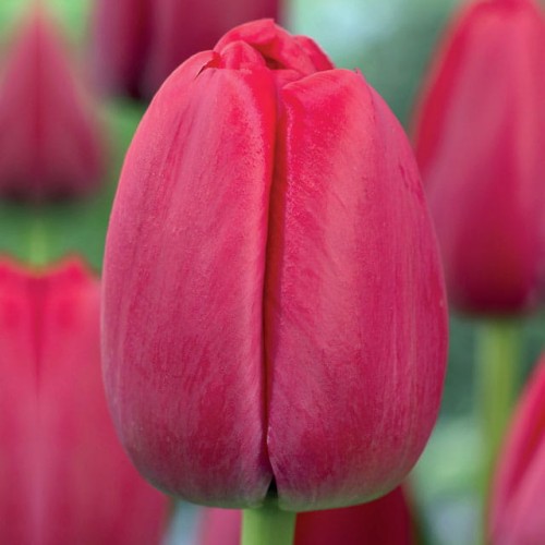 Tulpes Darvina RED PRIDE 11/12 80gab