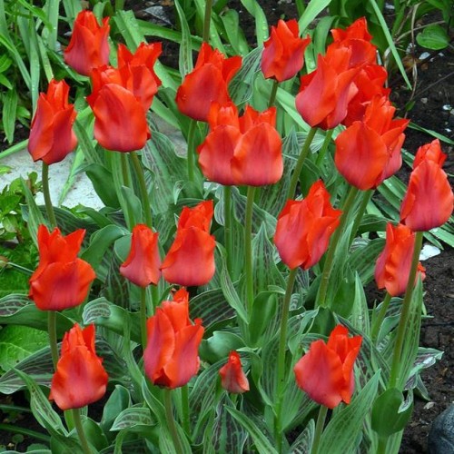 Tulpes zemās Greiga RED RIDING HOOD 10/11 80gab