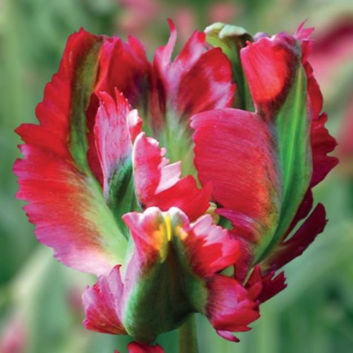 Tulpes zaļziedu RED WAVE 11/12  60gab