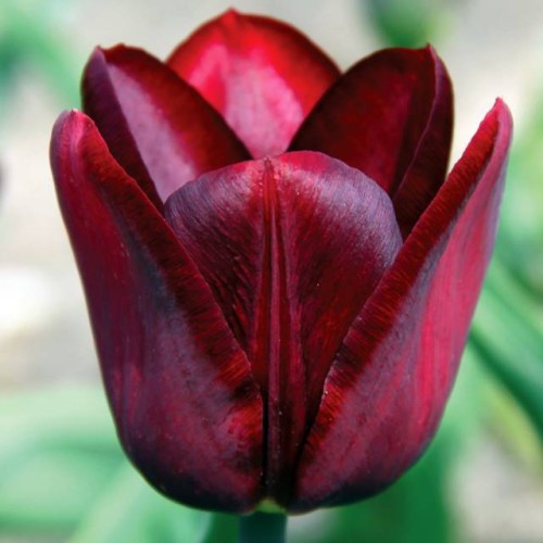 Tulpes triumfa JAN REUS 11/12 80gab