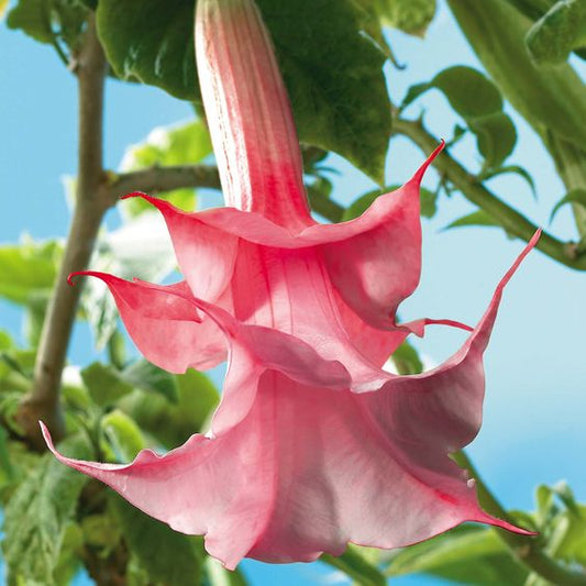 Eņģeļtaure-brugmansija Angel`s pink pildīta rozā 1gab