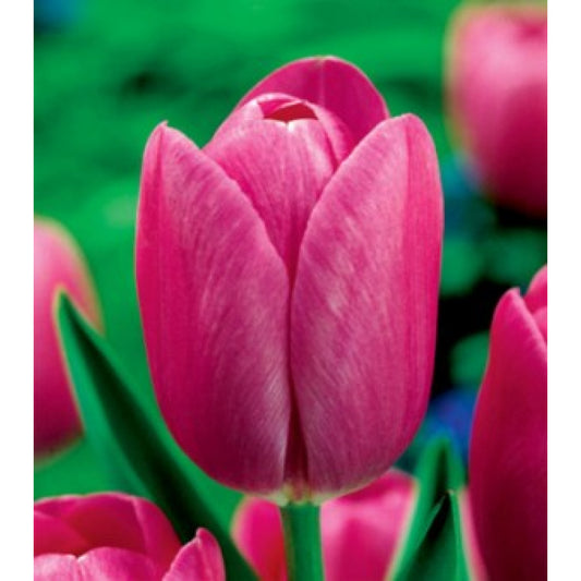 Tulpes promotion ROZĀ 10/11  80gab