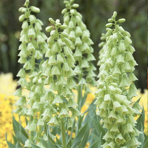 Fritilārijas Persijas IVORY BELLS 20/24 6gab
