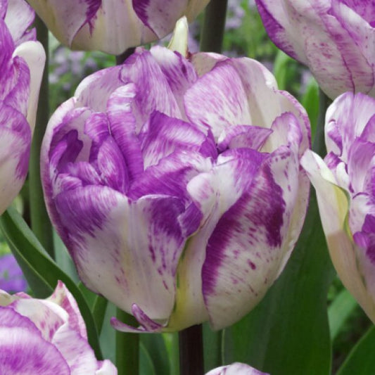 Tulpes pildītās Double Shirley 12/+ 50gab