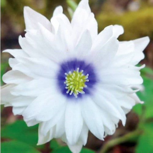 Anemones Vainaganemones Blue Eyes 8gab